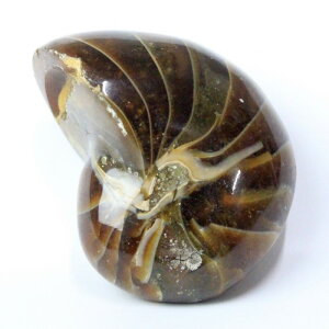 オウムガイ 化石|オウム貝 アンモナイト オウムガイ 【原石 置物 石 化石 fossil 鉱石 Stone 古生物 標本】メンズ レディース パワーストーン 天然石 海外直輸入価格 オウムガイ パワーストー
