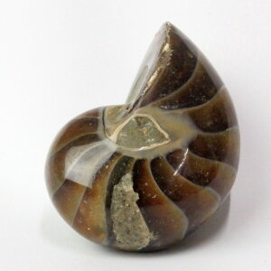 IEKC ΁bIEKC IEL AiCgyGemstone  fossil  u  z Stone Ð W{zY Men's fB[X Ladies  VR IEKC