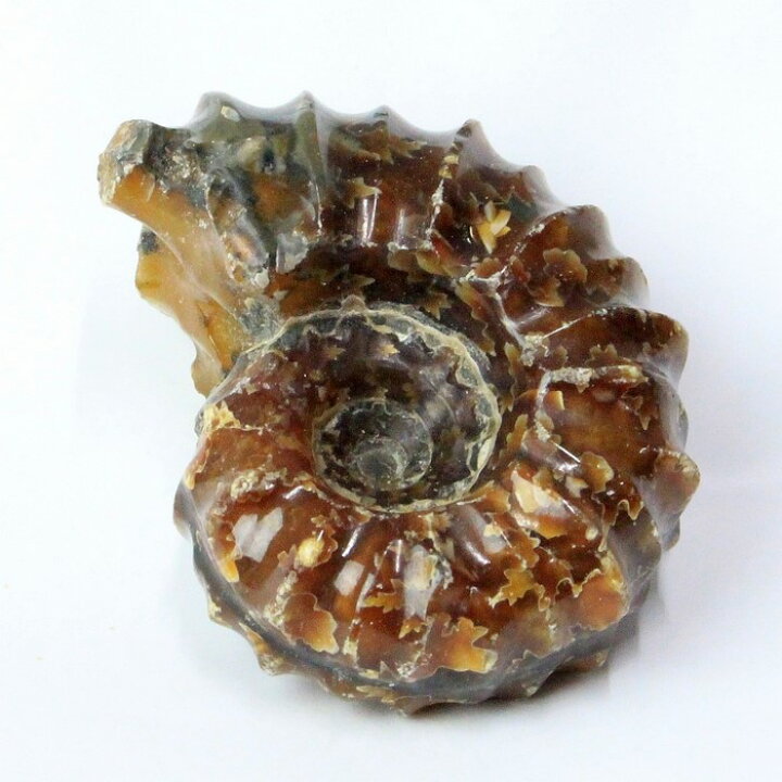 楽天市場】アンモナイト 化石｜Ammonite マリエラ アンモン貝 菊石 