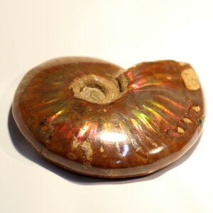 AiCg ΁bAmmonite AL ACg e fossil AiCgy fossil  u  z Stone Ð W{zY fB[X p[Xg[ VR COA