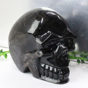 I ub Morion Iyu ǂ z    J^ CeAzY fB[X p[Xg[ VR COAi Iy|Cgiz