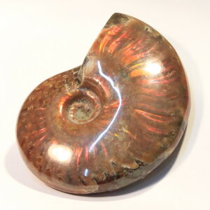 アンモナイト 化石|Ammonite アンモライト アンモン貝 レインボー fossil アンモナイト【置物 古代 化石 開運 インテリア 古生物 標本 fossil 原石 鉱石】メンズ Men's レディース Ladies 天然石 海外