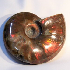 AiCg ΁bAmmonite ACge fossil C{[ AL AiCg u z   fossil  Stone Ð W{bY fB[X  _ p[Xg[