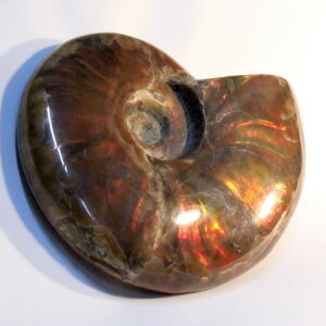 AiCg ΁bAmmonite C{[ AL e ACg fossil AiCg  u z  fossil  Stone Ð W{bY Men's fB[X Ladies VR COA