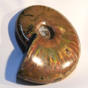 AiCg ΁bAmmonite ACg C{[ AL e fossil AiCg u z   fossil  Stone Ð W{bY fB[X  _ p[Xg[