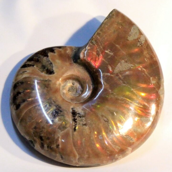 楽天市場】アンモナイト 化石｜Ammonite アンモライト菊石 fossil 