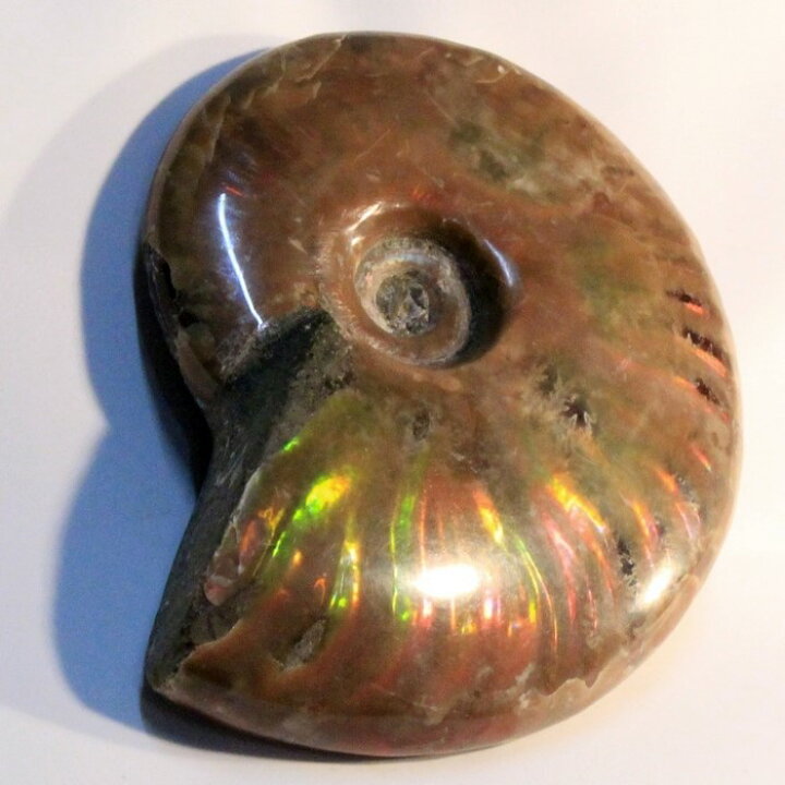 楽天市場】アンモナイト 化石｜Ammonite アンモライト レインボー  