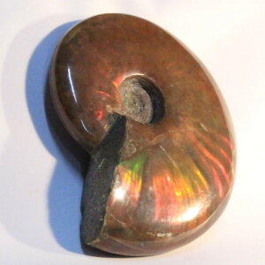 AiCg ΁bAmmonite C{[ AL e ACg fossil AiCg u z   fossil  Stone Ð W{bY Men's fB[X VR  _ A