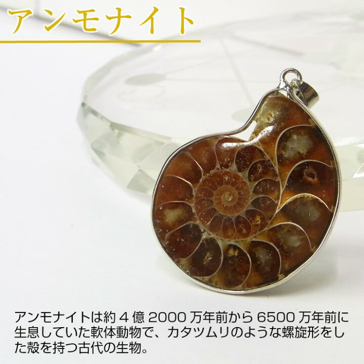楽天市場】アンモナイト 化石 ペンダント｜レインボー Ammonite 