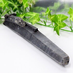 y _zI NX^[  Morion I  NX^[ u  z CeA |Cg   ׋C INX^[ Y fB[X lC  