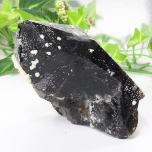 y_ zI NX^[ I Morion   NX^[ u  z CeA |Cg   ׋C INX^[ VR  p[Xg[ 