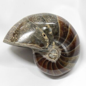 yI _zIEKC  IEKC IEL AiCg  fossil  u  z Stone Ð W{ IEKC Y fB[X VR  _ IEKC