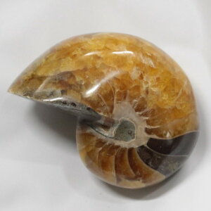 y ̔zIEKC  AiCg IEKC IEL   z Stone Ð W{  fossil  u IEKC VR u p[Xg[  