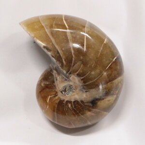 IEKC  AiCg IEKC IEL  fossil  u  z Stone Ð W{ IEKC p[Xg[ u VR Y fB[X lC IEKC