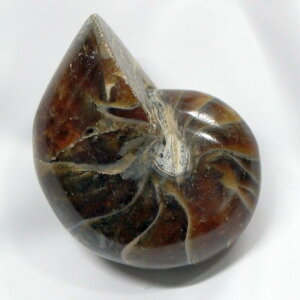 y΁zIEKC  AiCg IEKC IEL   fossil  u  z Stone Ð W{ IEKC VR u p[Xg[  _ IE