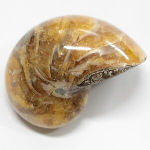 【厳選品質 一点物】オウムガイ 化石 オウムガイ オウム貝 アンモナイト 原石 fossil 原石 置物 石 鉱石 Stone 古生物 標本 オウムガイ化石 メンズ レディース 人気 おすすめ 天然石 海外直輸入