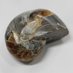 IEKC  AiCg IEKC IEL  fossil  u  z Stone Ð W{ IEKC p[Xg[  VR Y fB[X lC IEKC