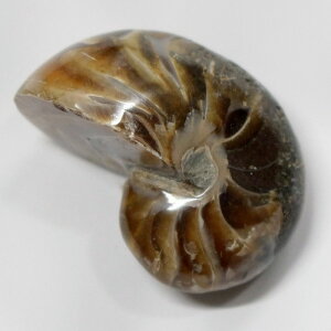 オウムガイ 化石 オウムガイ オウム貝 アンモナイト 原石 石 鉱石 Stone 古生物 標本 生きた化石 fossil 原石 置物 オウムガイ化石 メンズ レディース パワーストーン 人気 おすすめ 天然石 海外