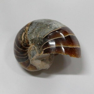 y ̔zIEKC  IEKC IEL AiCg   fossil  u  z Stone Ð W{ IEKC p[Xg[  VR Y 