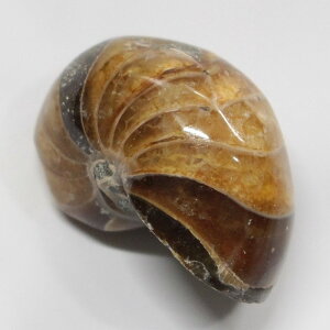 IEKC  AiCg IEKC IEL  fossil  u  z Stone Ð W{ IEKC Y fB[X lC   VR IEKC