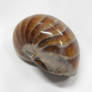 y΁zIEKC  IEKC IEL AiCg  fossil  u  z Stone Ð W{ IEKC p[Xg[ u VR Y fB[X lC IE