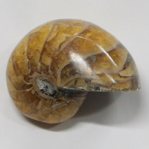 yIi _zIEKC  AiCg IEKC IEL   z Stone Ð W{  fossil  u IEKC p[Xg[  lC  VR