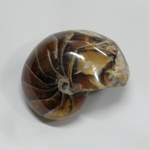 �I�E���K�C ���� �I�E���K�C �I�E���L �A�����i�C�g ���� �� �z�� Stone �Ð��� �W�{ ���������� fossil ���� �u�� �I�E���K�C���� �����Y ���f�B�[�X �l�C �������� ���� �V�R�� �I�E���K�C