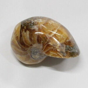 �I�E���K�C ���� �I�E���K�C �I�E���L �A�����i�C�g ���� fossil ���� �u�� �� �z�� Stone �Ð��� �W�{ �I�E���K�C���� �����Y ���f�B�[�X ��_�� �p���[�X�g�[�� �I�E���K�C