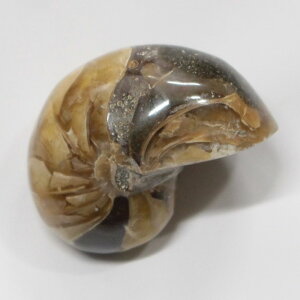 IEKC  AiCg IEKC IEL   fossil  u  z Stone Ð W{ IEKC VR  p[Xg[  _ IEKC