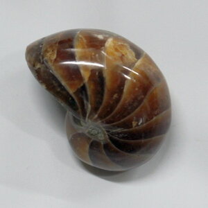 IEKC  IEKC IEL AiCg  fossil  u  z Stone Ð W{ IEKC VR  p[Xg[  _ IEKC