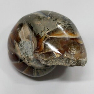 y΁zIEKC  IEKC IEL AiCg   fossil  u  z Stone Ð W{ IEKC Y fB[X _ p[Xg[ IE