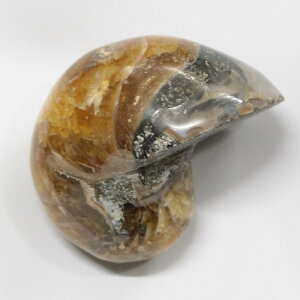 y ̔zIEKC  AiCg IEKC IEL   fossil  u  z Stone Ð W{ IEKC p[Xg[  lC  