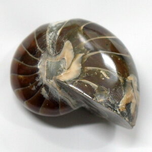 IEKC  IEKC IEL AiCg   z Stone Ð W{  fossil  u IEKC p[Xg[  VR Y fB[X lC IEK