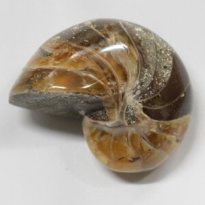 yI _zIEKC  AiCg IEKC IEL  fossil  u  z Stone Ð W{ IEKC Y fB[X lC   VR IEKC