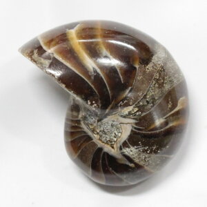 y ̔zIEKC  IEKC IEL AiCg   z Stone Ð W{  fossil  u IEKC p[Xg[  VR Y 