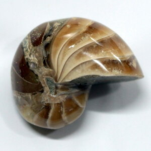 IEKC  IEKC IEL AiCg   fossil  u  z Stone Ð W{ IEKC p[Xg[  lC  VR COAi I