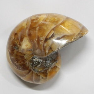 オウムガイ 化石 オウムガイ オウム貝 アンモナイト 原石 石 鉱石 Stone 古生物 標本 生きた化石 fossil 原石 置物 オウムガイ化石 パワーストーン 化石 人気 おすすめ 天然石 海外直輸入価格 オ