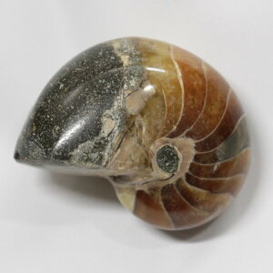 IEKC  IEKC IEL AiCg  fossil  u  z Stone Ð W{ IEKC VR  p[Xg[  _ IEKC