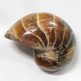 【厳選 一点物】オウムガイ 化石 オウムガイ オウム貝 アンモナイト 原石 石 鉱石 Stone 古生物 標本 生きた化石 fossil 原石 置物 オウムガイ化石 メンズ レディース 一点物アイテム 天然石 オウムガイ