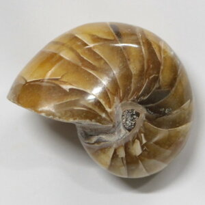 y ̔zIEKC  AiCg IEKC IEL   fossil  u  z Stone Ð W{ IEKC p[Xg[  VR Y 