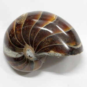 IEKC  IEKC IEL AiCg   fossil  u  z Stone Ð W{ IEKC p[Xg[  lC  VR COAi I