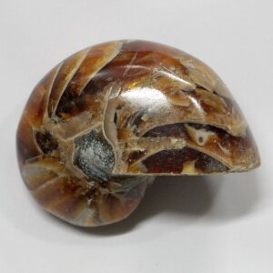 y΁zIEKC  AiCg IEKC IEL  fossil  u  z Stone Ð W{ IEKC p[Xg[  VR Y fB[X lC IE