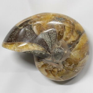 yIi _zIEKC  IEKC IEL AiCg   z Stone Ð W{  fossil  u IEKC Y fB[X  _ p[X