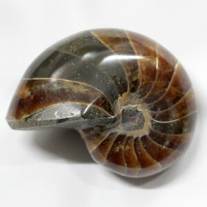 yI _zIEKC  AiCg IEKC IEL   fossil  u  z Stone Ð W{ IEKC p[Xg[  VR Y fB[