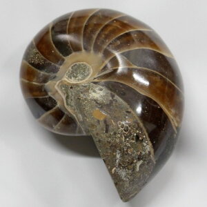 IEKC  AiCg IEKC IEL  fossil  u  z Stone Ð W{ IEKC COAi LuLu HouseinEX ͂j IEKC