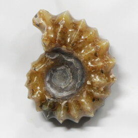 【一点物 現物販売】　アンモナイト 化石 Ammonite アンモライト アンモナイト 宝石 化石発掘 原石 置物 鉱石 生きた化石 fossil 石 古生物 標本 アンモナイト化石 パワーストーン 原石 天然石 メンズ レディース 人気 アンモナイト
