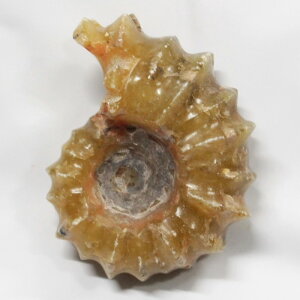 yAiCg ΁z Ammonite ACg AiCg  Ð u z  Δ@ fossil  Stone W{ AiCg Y fB[X  _ p[Xg[ Ai