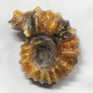 yAiCg  _z@ Ammonite ACg AiCg  u z  Δ@ fossil  Stone Ð W{ AiCg VR u lC  p[Xg[