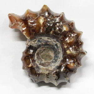 AiCg  Ammonite ACg AiCg  Δ@  u z Ð W{  fossil  AiCg Y fB[X _ p[Xg[ AiC