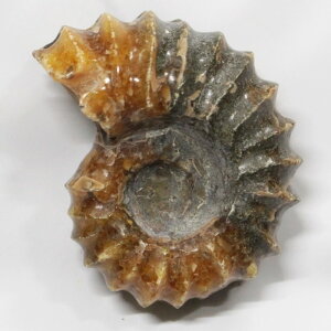 yAiCg  _z@ Ammonite ACg AiCg  u z  Δ@ fossil  Stone Ð W{ AiCg VR u p[Xg[  _ 